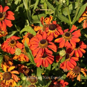 Helenium 'Red Army'