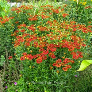 Helenium 'Serenade'