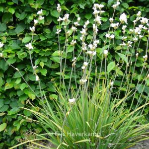 Libertia formosa
