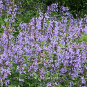Nepeta sibirica 'Souvenir d'Andre Chaudron'