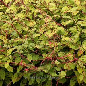 Persicaria virginiana var. filiformis