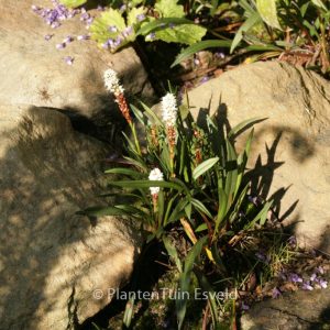 Persicaria vivipara