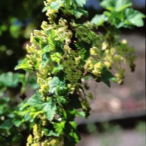 Ribes rubrum