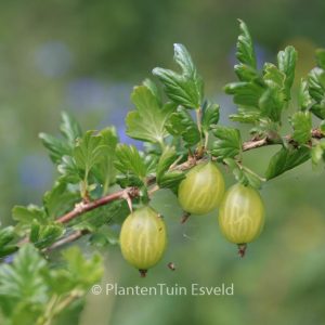 Ribes uva-crispa