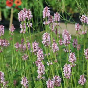 Stachys officinalis 'Rosea'