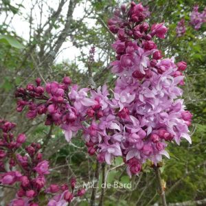 Syringa vulgaris 'Olimpiada Kolesnikova'