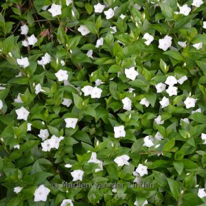 Vinca major 'Alba'