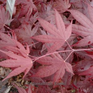 Acer palmatum 'Dolly Hill'