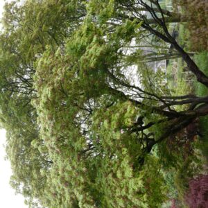 Acer palmatum 'Sekka-yatsubusa'