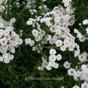 Achillea ptarmica