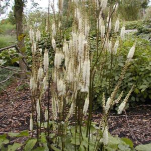 Actaea racemosa var. cordifolia