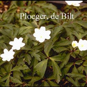 Anemone nemorosa 'Bracteata Pleniflora'