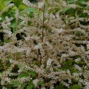 Aruncus 'Johannifest'