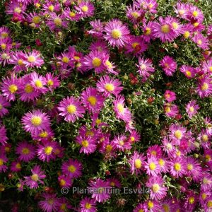 Aster 'Bahamas'