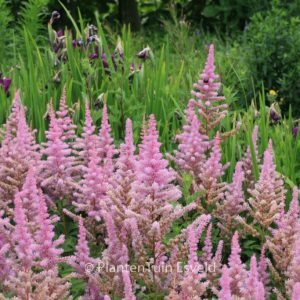 Astilbe 'Amethyst'