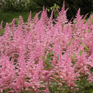 Astilbe 'Cattleya'