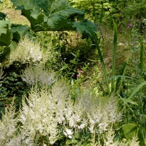 Astilbe 'Darwin's Snow Sprite'