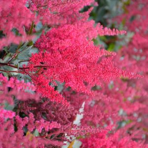Astilbe 'Montgomery'
