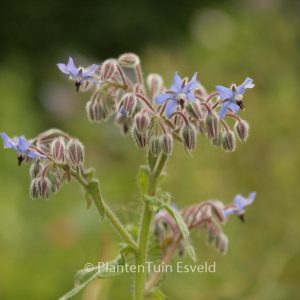 Borago officinalis