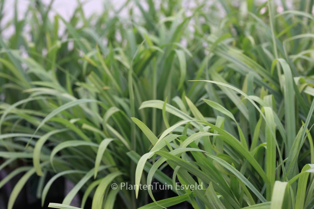 Carex laxiculmis 'Bunny Blue'