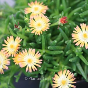 Delosperma cooperi 'Jewel of Desert Ruby'