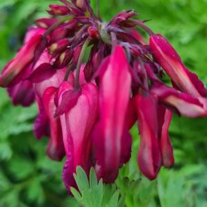 Dicentra 'Pink Diamonds'