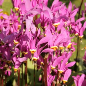 Dodecatheon pulchellum 'Red Wings'
