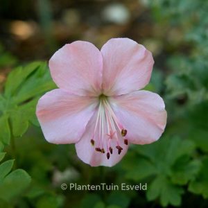 Geranium dalmaticum