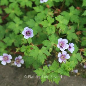 Geranium wallichianum 'Crystal Lake'
