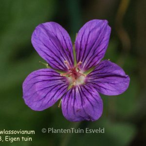 Geranium wlassovianum