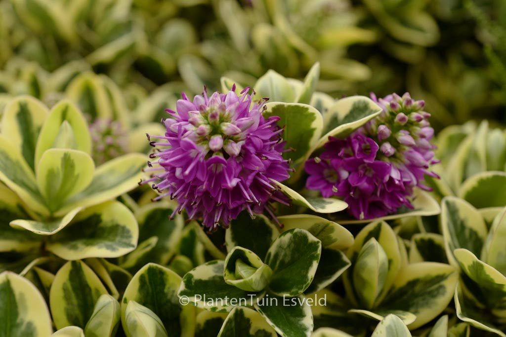 Hebe 'Katrina'
