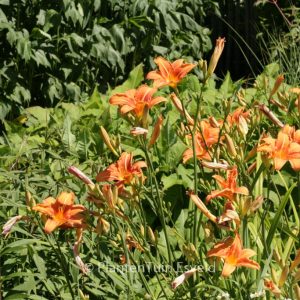 Hemerocallis fulva