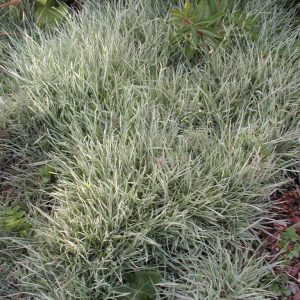 Holcus mollis 'White Fog'