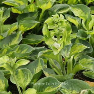 Hosta 'Sunset Grooves'