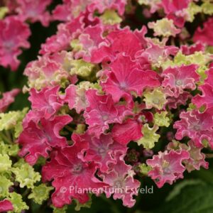 Hydrangea macrophylla 'Cusprp19' (CURLY SPARKLE)