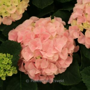Hydrangea macrophylla 'Horsonn' (SAXON SONNENSTEIN)