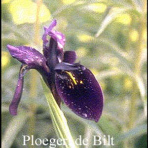 Iris chrysographes 'Black Form'