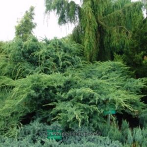 Juniperus squamata 'Hunnetorp'