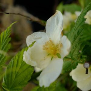 Kerria japonica 'Albescens'