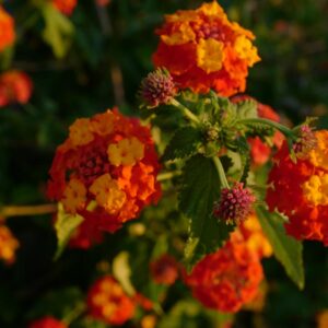 Lantana camara