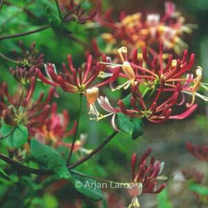 Lonicera etrusca 'Donald Waterer'