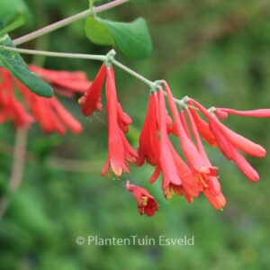 Lonicera sempervirens 'Superba'