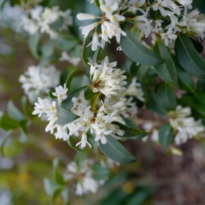 Osmanthus delavayi x decorus