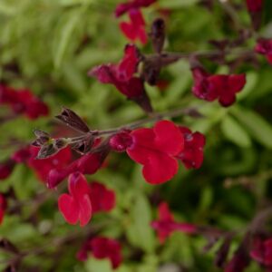 Salvia jamensis 'Kolmazam' (Magical Zambesi)