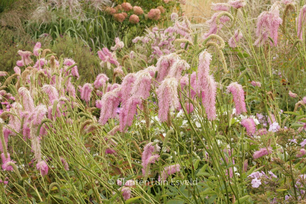 Sanguisorba hakusanensis