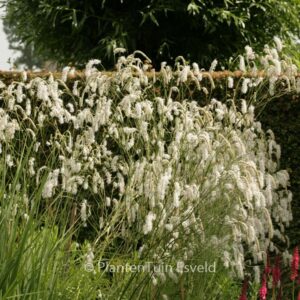 Sanguisorba tenuifolia 'Alba'