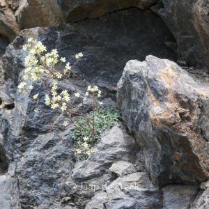 Saxifraga paniculata