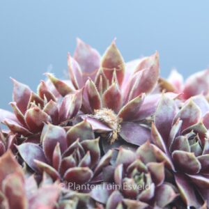 Sempervivum 'Rotkopf'