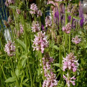 Stachys macrantha 'Morning Blush'