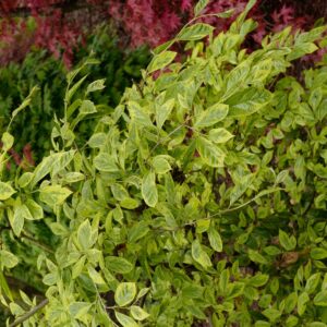 Sycoparrotia semidecidua 'Variegata'